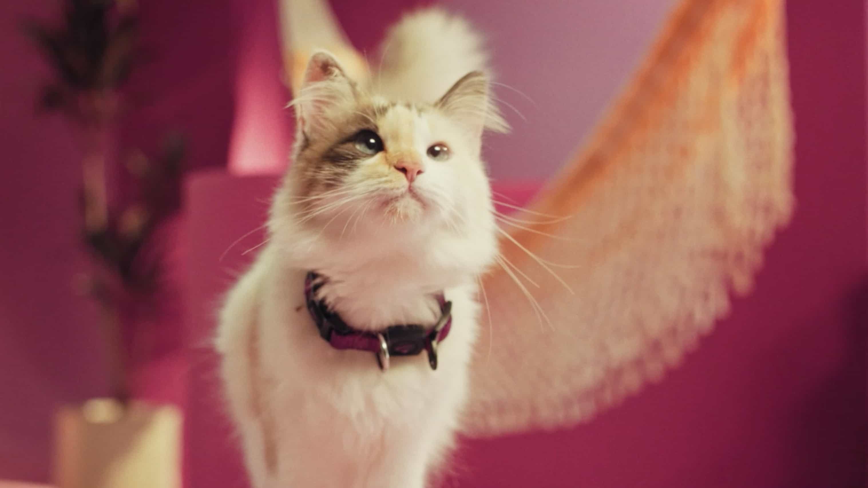 Mais Sabor Por Favor